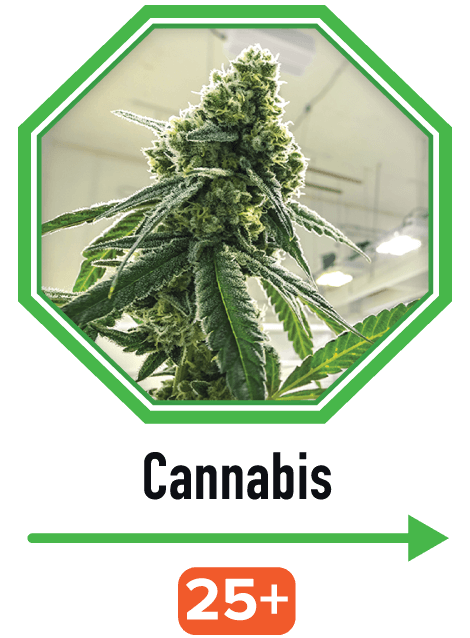 Cannabis  | image