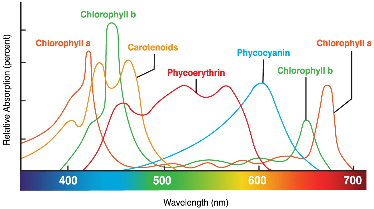 Phycoerythrin and Phycocyanin are no longer discounted | image