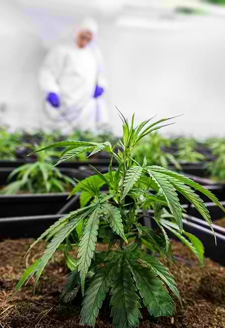 Cannabis led grow lights