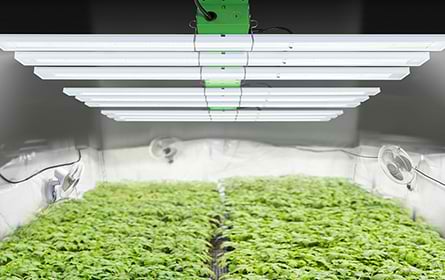 medicinal grow room with LED