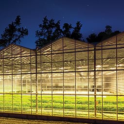 Greenhouse supplemental lighting